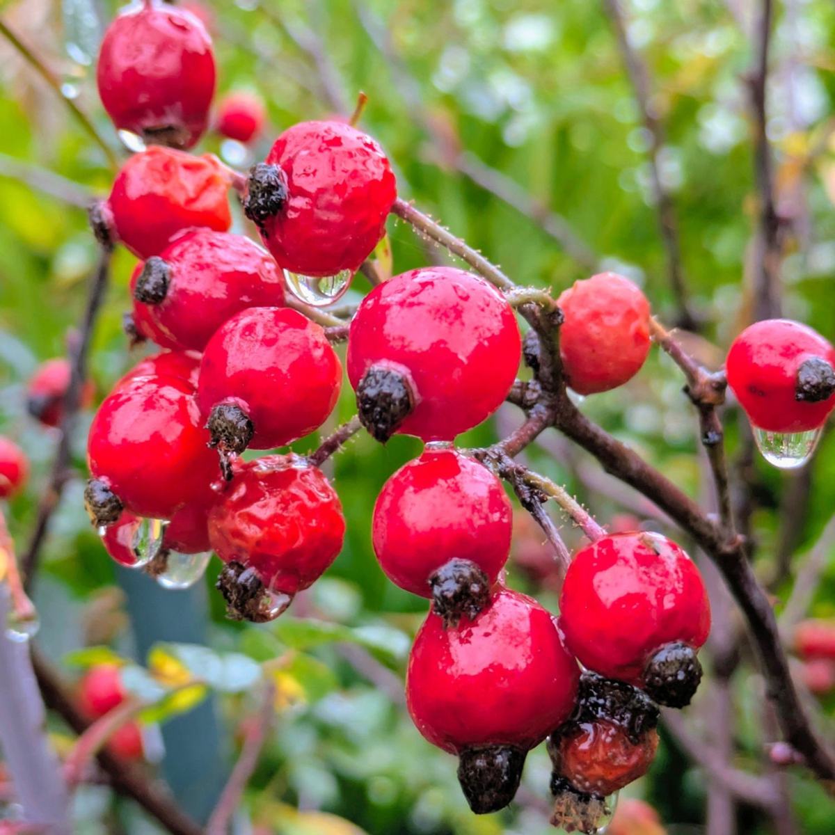 Le cynorrhodon : l’allié naturel contre la fatigue et le stress