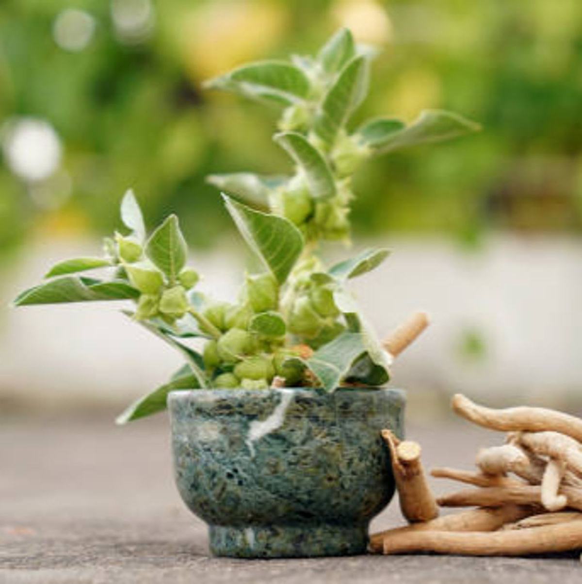 Stress chronique : les plantes adaptogènes, des alliées puissantes pour aider le corps et l'esprit à retrouver l'équilibre.