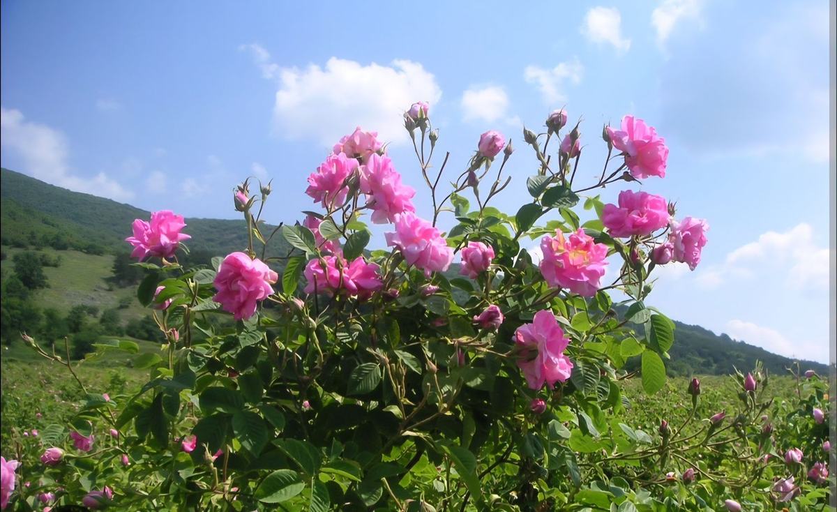 👑 La Reine des huiles essentielles : la Rose de Damas 👑