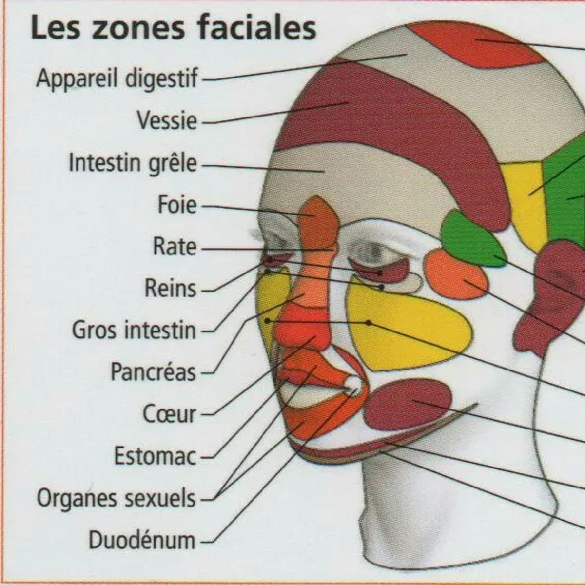 La réflexologie faciale à Pamiers