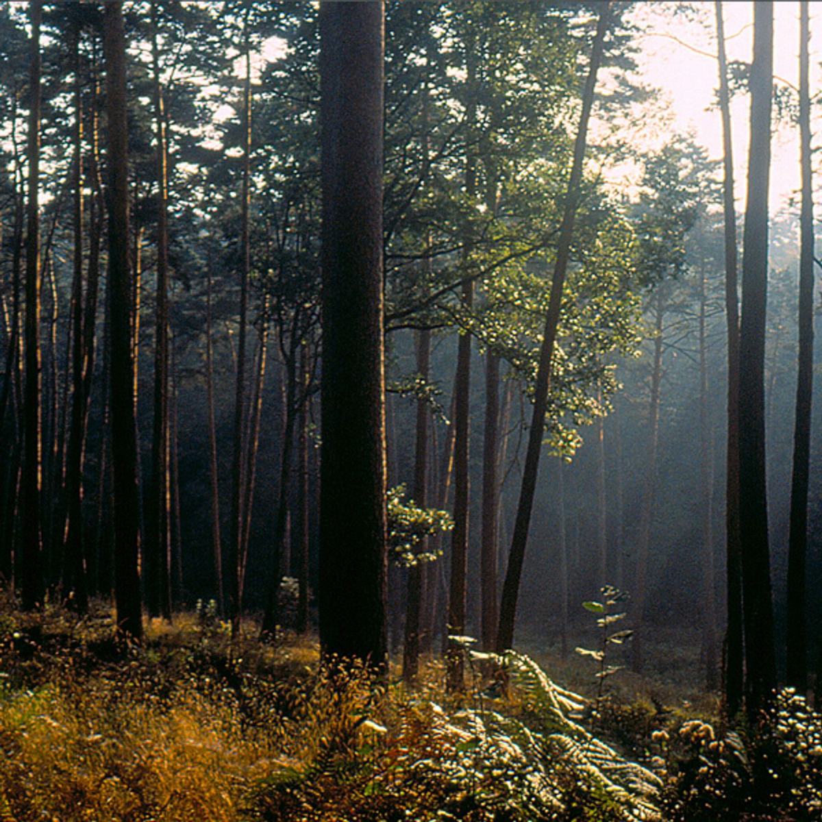 Retrouvez équilibre et harmonie grâce au Reiki dans les Vosges