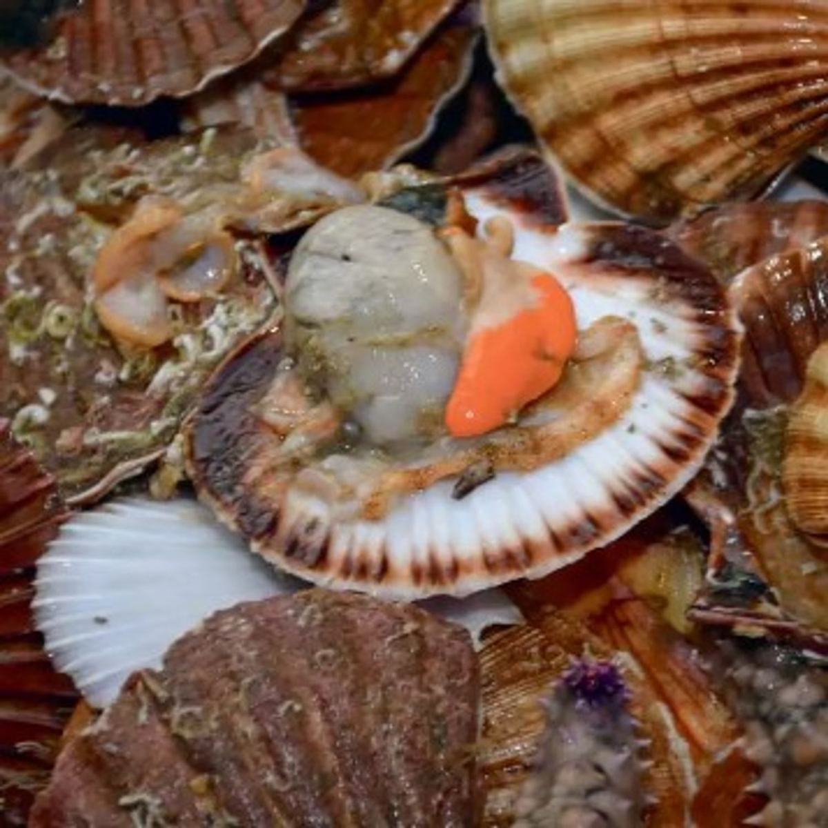 La Pêche de noix de Saint-Jacques en Apnée : Une aventure incroyable