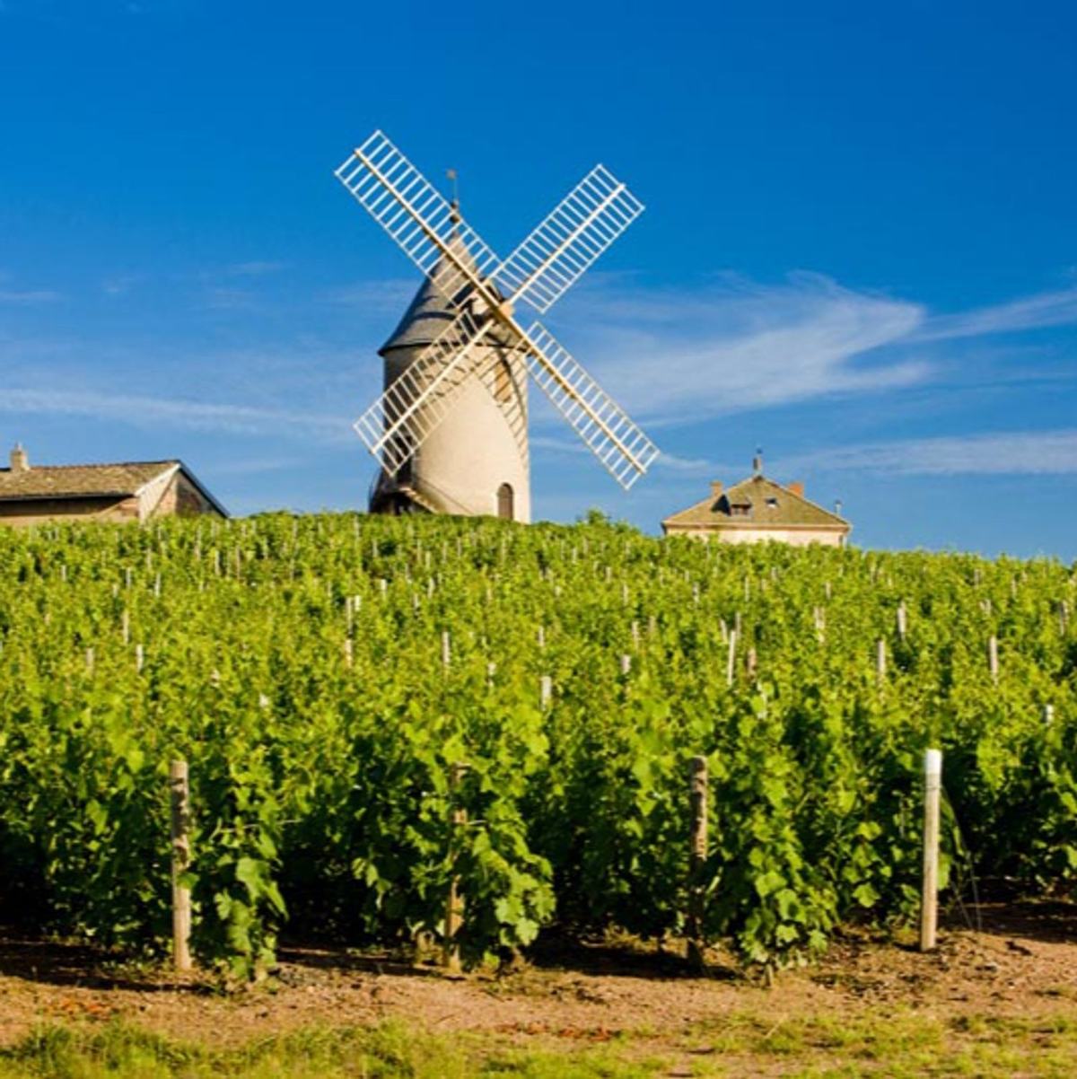 Découverte du Moulin-à-Vent : Un symbole emblématique du Beaujolais