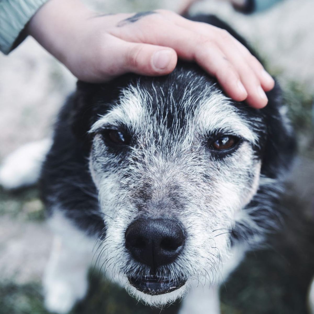 Accompagner son animal dans les transitions de vie et les départs…