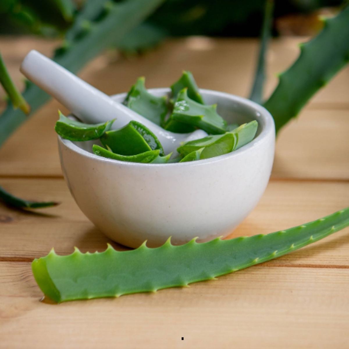 L'Aloe Vera : Un Allié Contre Les Douleurs Ventrales