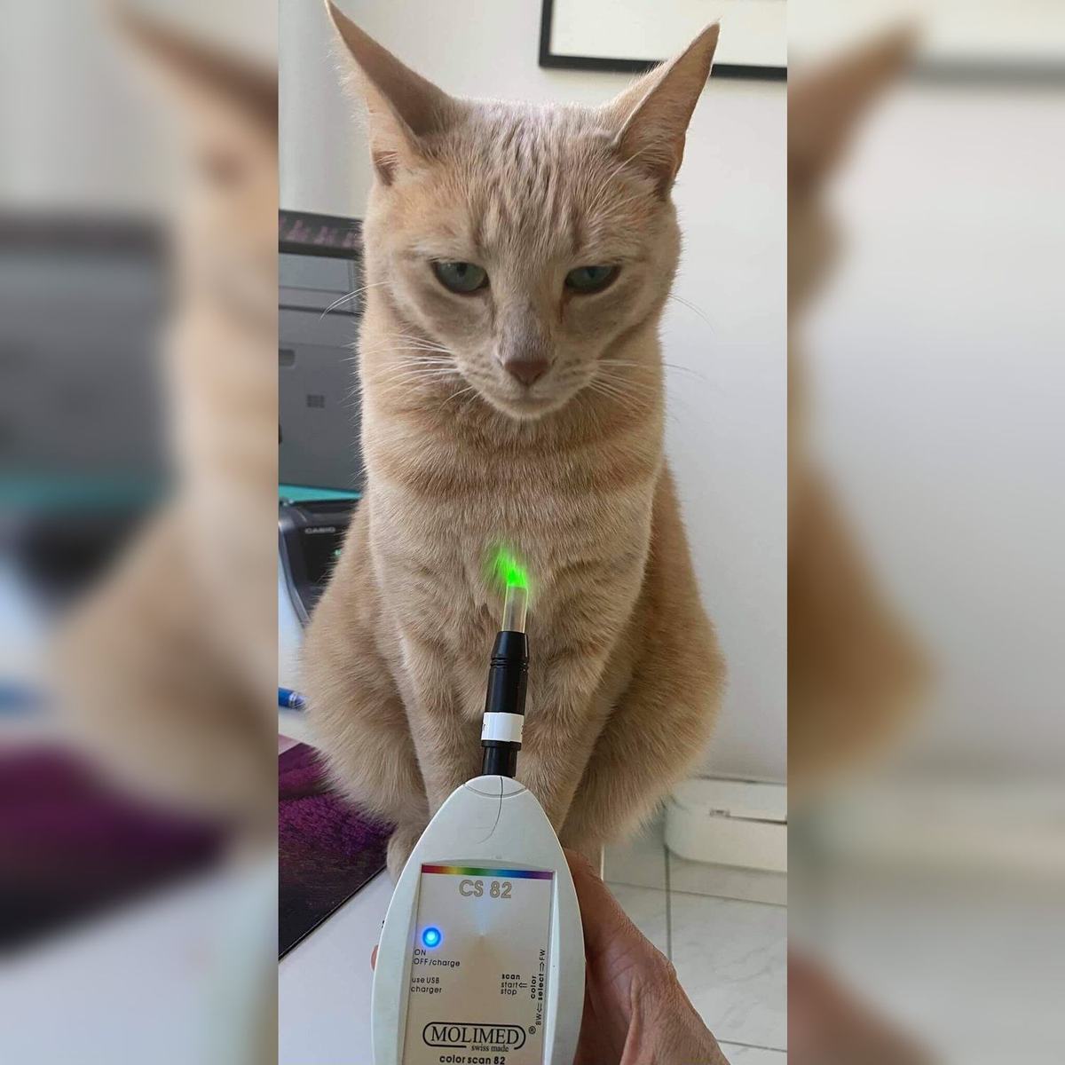 Les limites d’un patch lumineux pour animal : ce qu’il faut savoir avant de choisir