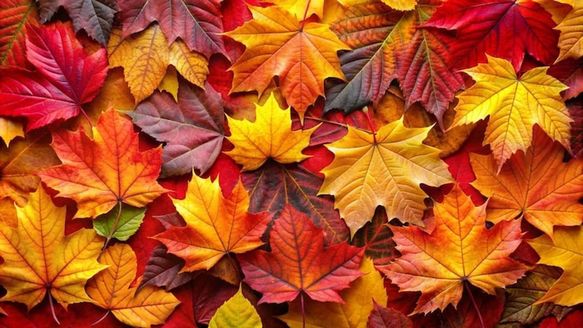 🍂 Naturopathie à Vittel : faire le point sur ses apports en minéraux à l’automne