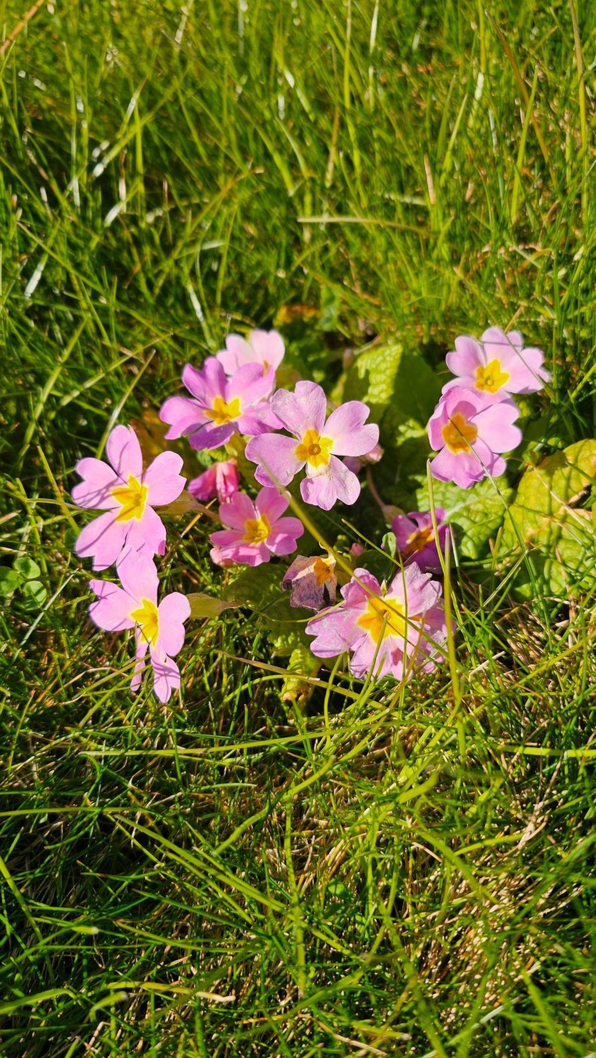Ça y est, le printemps s'installe à Vittel ! 🌸🌱