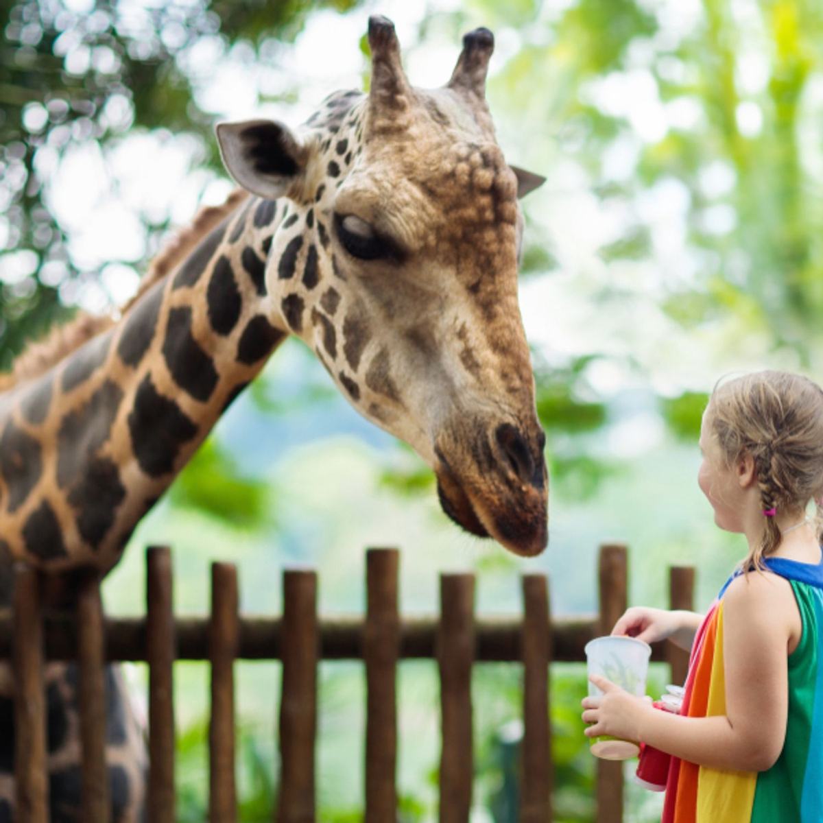 Planète Sauvage : visitez le parc safari près de Nantes - tarifs, horaires et attractions